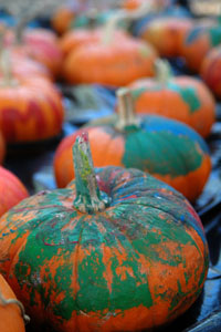 Fall Festival Pumpkins image