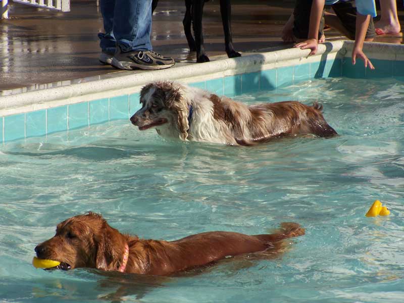 Dog Swim image
